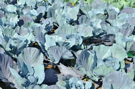 Red cabbage field