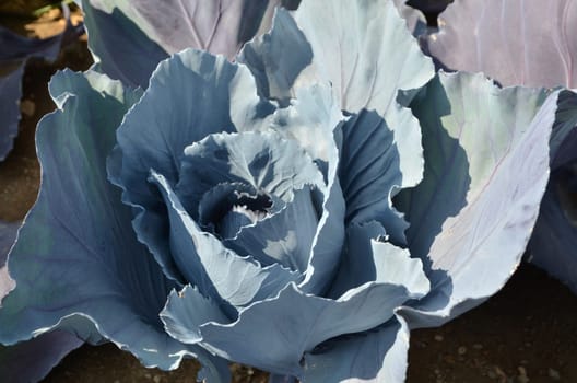 Head cabbage in the vegetable patch