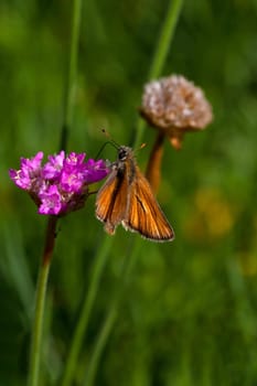 Brown Thick-headed Butterfly