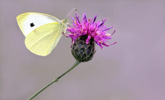 Small white