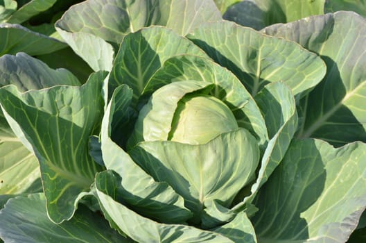 White cabbage in the vegetable patch