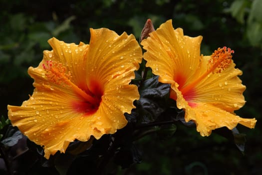 Hibiscus flowers