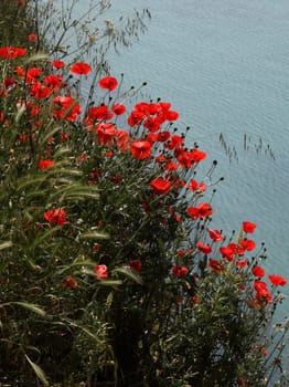 Poppies