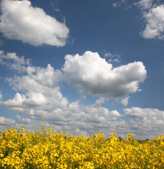 Blooming rapeseed field