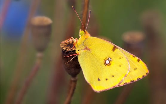 Pale clouded yellow