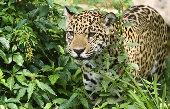 Jaguar