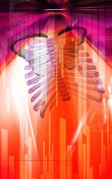Digital illustration of collar bone in colour background