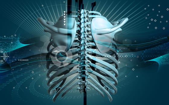 Digital illustration of collar bone in colour background