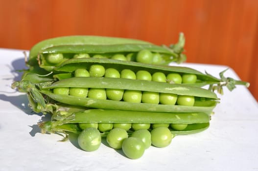 Snow pea