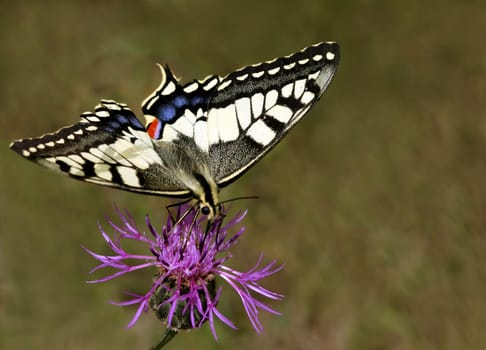 Papilio machaon