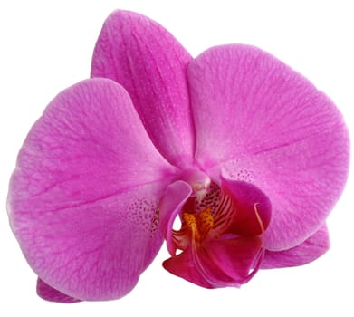 Phalaenopsis - Orchid