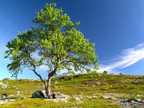 Lonely tree on the hill  with blue sky