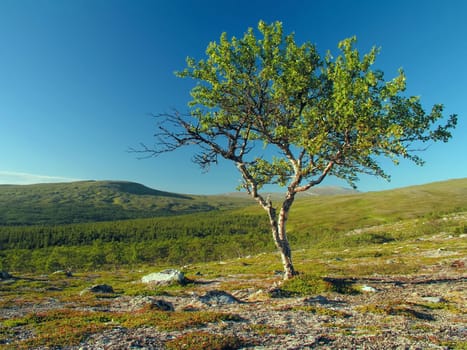 Lonely tree on the hill with blue sky