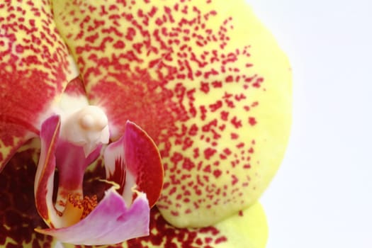 Phalaenopsis - Orchid