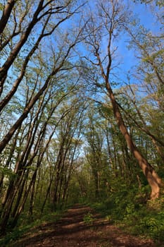 a country road in the forest green