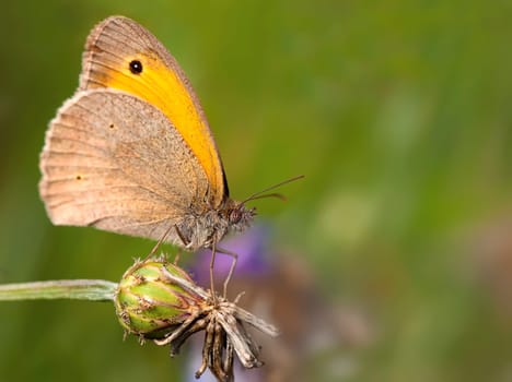 Dusky meadow brown