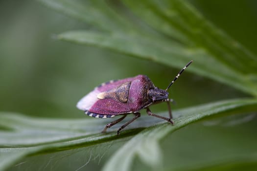 Sloe bug