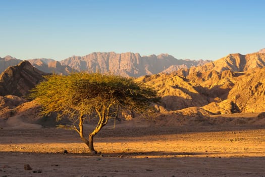 Desert landscape with thorn nacacia