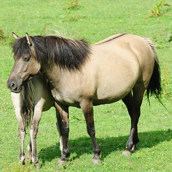 Koniks