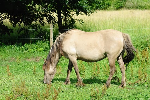 Koniks