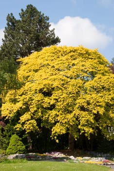 A Yellow Maple Tree under a blue spring sky in an english country park