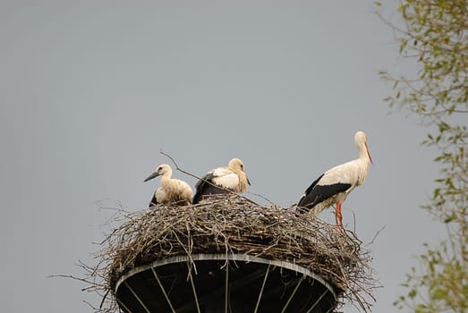 white stork