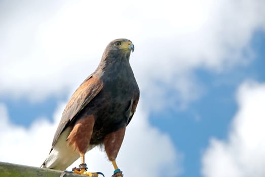 A Captive Harris Hawk Parabuteo Unicintus against a blue sky