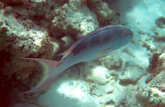 A Lyretail Grouper Scientific Name Variola Louti on a reef in the Maldives