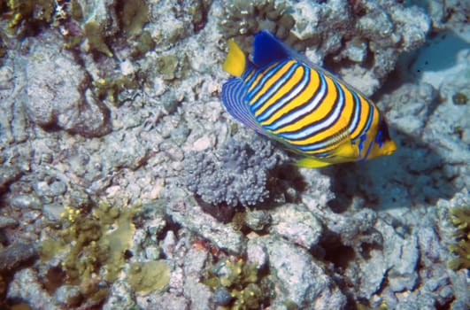 A Regal Angelfish Scientific Name Pygoplites diacanthus on a reef in the Maldives
