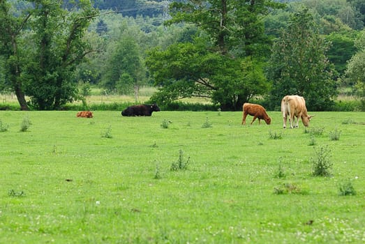 Heck cattle