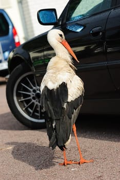 Parking attendant