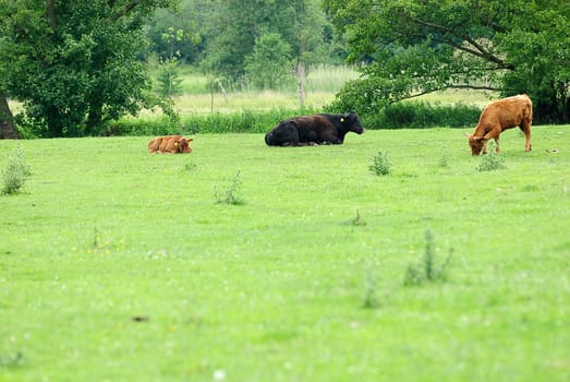 Heck cattle