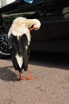 Parking attendant