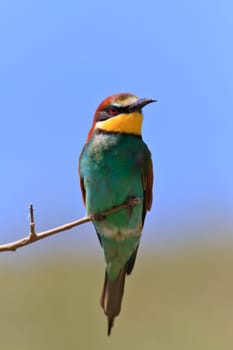 european bee eater (Merops Apiaster) on the branch