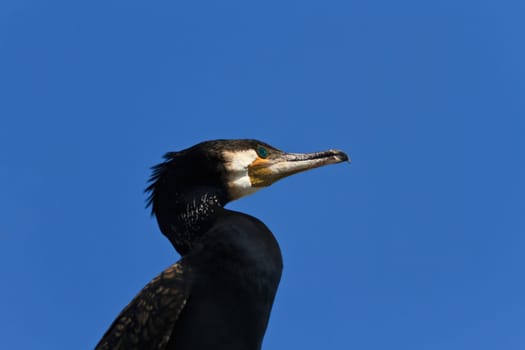 closeup cormorant (phalacrocorax carbo) on a blue sky