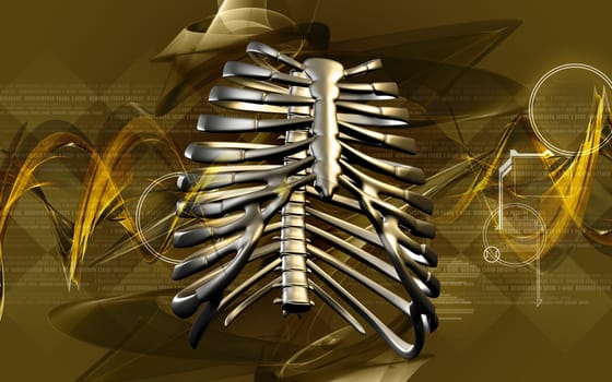 Digital illustration of rib cage in colour background