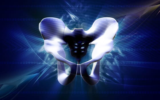 Digital illustration of pelvic girdle in colour background