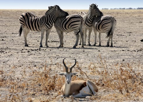 The rest of zebras, Namibia, Etosha Park