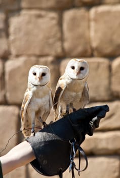 The Barn Owl (Tyto alba) is the most widely distributed species of owl, and one of the most widespread of all birds. It is also referred to as Common Barn Owl, to distinguish it from other species in the barn-owl family Tytonidae.