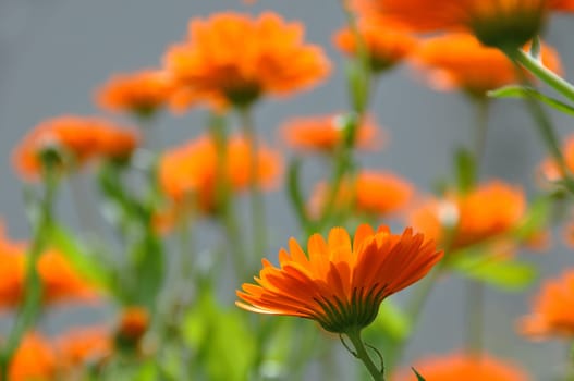 Marigold