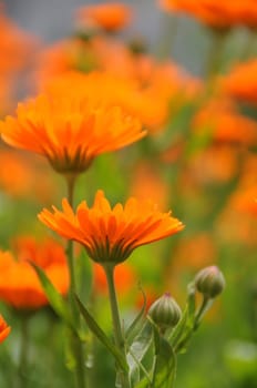 Marigold