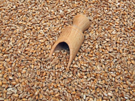 some wheat