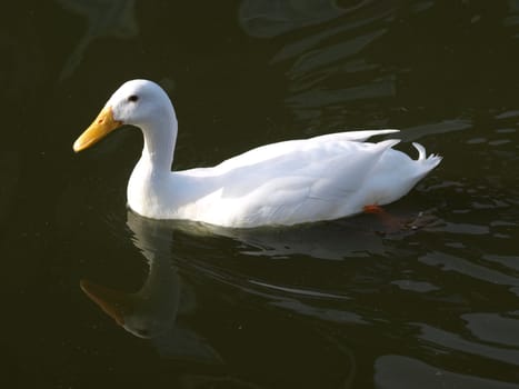 Duck