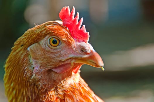 Head of a chicken