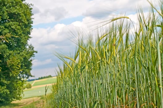 Barley field