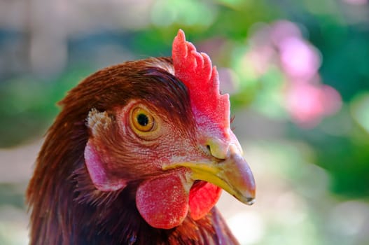 Head of a chicken