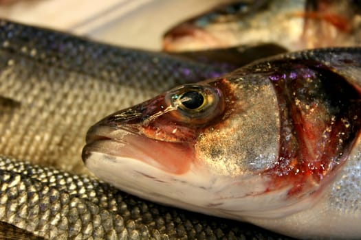 fish or fish sea