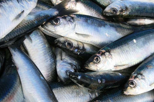 Herrings