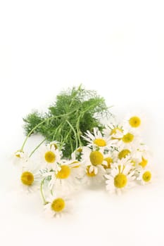 a few stalks of fresh chamomile against a white background