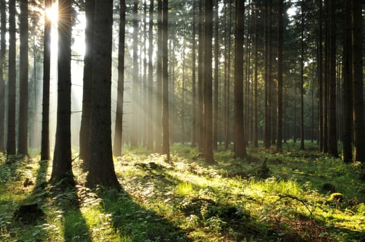 Sunrise in the Harz Mountains